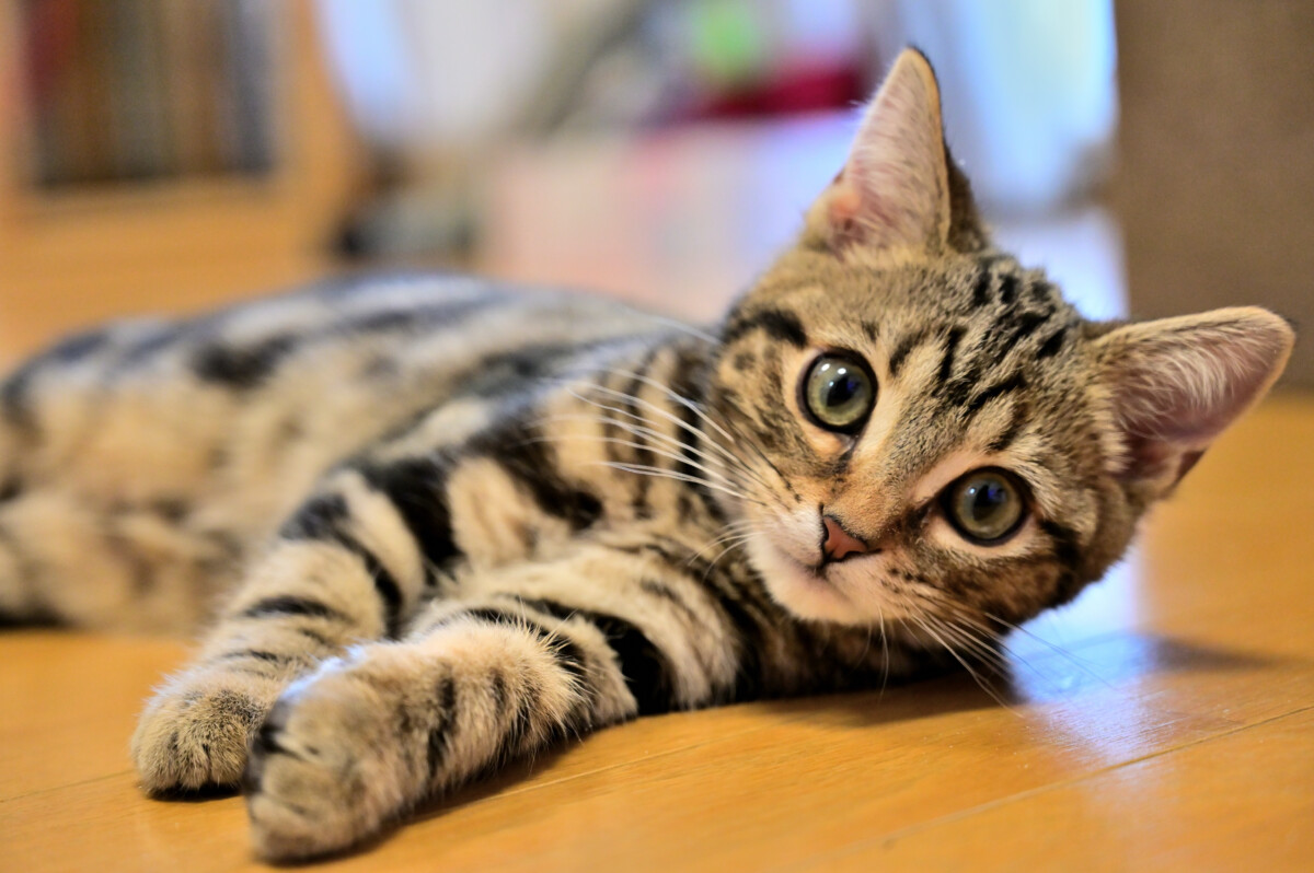 猫アレルギーにもアラテックセラピー① | 松戸市のアレルギーバスター